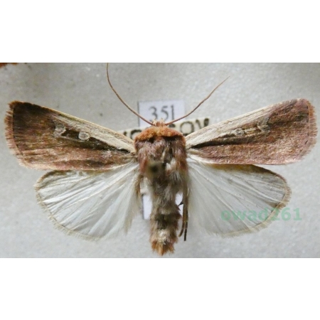 Ochropleura plecta (Linnaeus, 1761) Rolnica boćwinówka Czech35l